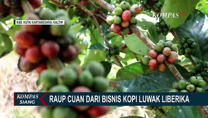 Cerita Sukses Rindoni Raup Cuan dari Bisnis Kopi Luwak Liberika!