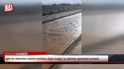 Iğdır'da otlanırken sulama kanalına düşen boğayı iş makinesi operatörü kurtardı