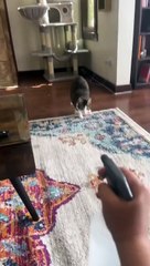 Pudge The Cat Drinks From Spray Bottle