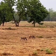सतपुड़ा के जंगलों से विस्तापित हुए वनग्रामों बने टाइगर की सैरगा