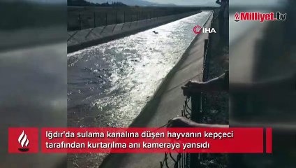 Kepçe operatörü su kanalına düşen sığırı böyle kurtardı