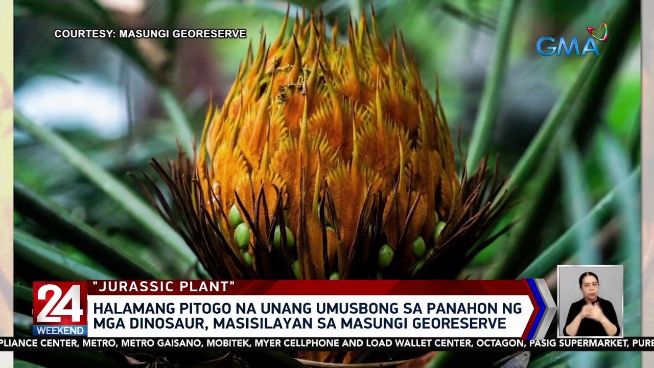 24 Oras Weekend Part 3: "Jurassic" plant, conce...