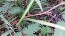 Vlog 26 | বাংলা চটি গল্প | Sensitive plants videography in my home @Alisha