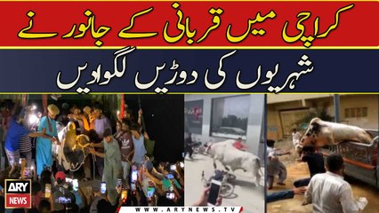 Karachi Mein Qurbani Kay Janwar Nay Shehriyun Ki Dor Laga Di