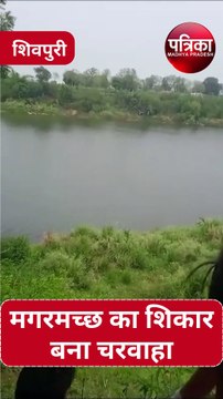 video : चरवाहे को जबड़े में जकड़कर घंटों तक नदी में घूमता रहा मगरमच्छ