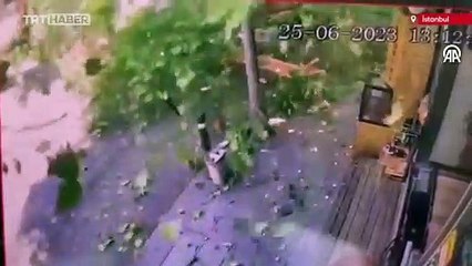 İstanbul'da 20 metrelik çınar ağacı yola devrildi, cadde trafiğe kapandı