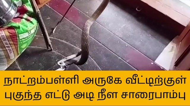 வீட்டிற்குள் புகுந்த 8 அடி நீள சாரை பாம்பு -மிரண்டு போன குடும்பத்தினர்!