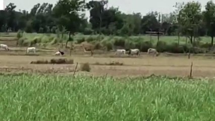 बलरामपुर: आवारा गौवंशों के आतंक से किसानों की उड़ी नींद, सुनें किसान की पीड़ा