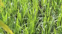Vlog 24 | বাংলা চটি গল্প | Review of Beautiful Rice plant in my father Land @Alisha