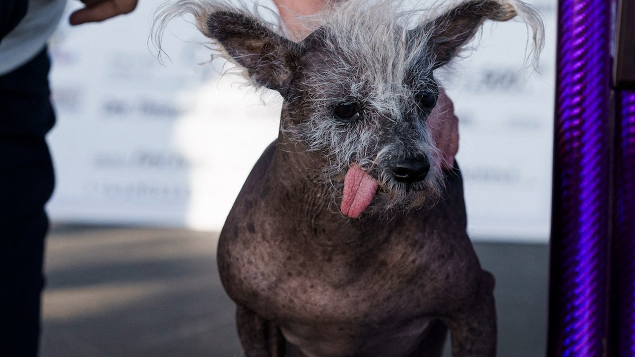 États-Unis : voici Scooter, le chien « le plus laid du monde »