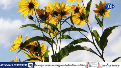 Generan electricidad mediante las plantas | La buena noticia