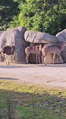 Connais-tu le parc zoologique de Paris ?