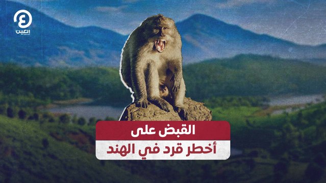 القبض على أخطر قرد في الهند