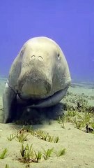 Winking, Bowing, Smiling Dugong