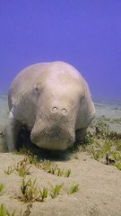 Winking, Bowing, Smiling Dugong