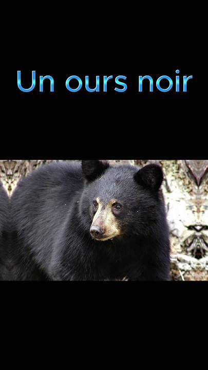 Un ours sur une plage de Floride !