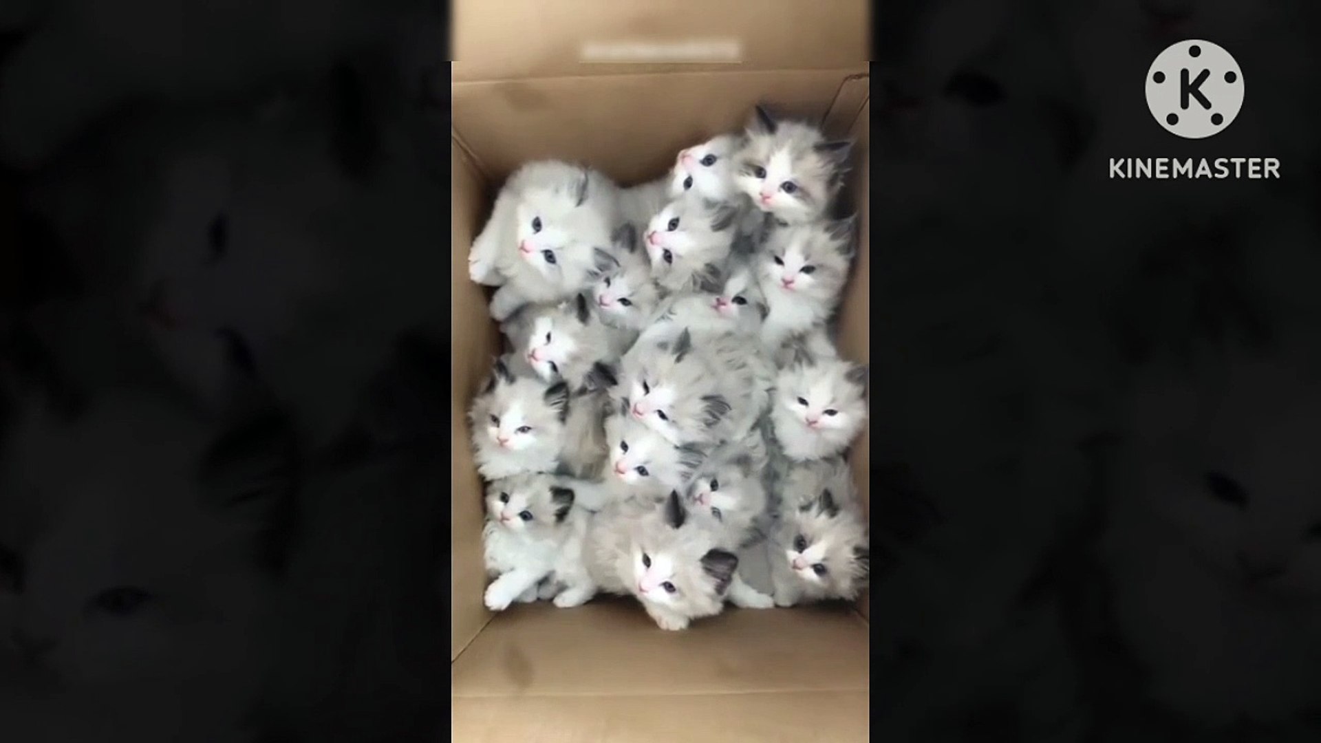 ⁣#cat cats short video