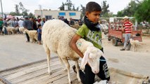 أسواق الأضاحي في غزة تشهد إقبالا ضعيفا