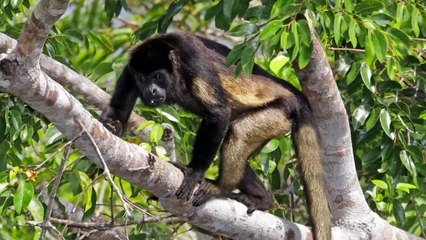 Animals You Haven't Heard of