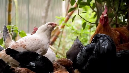 Don't Dig Up Birds If They Bury Themselves Alive