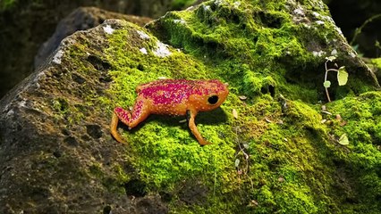 Nature Conducted a Strange Experiment With a Rat and This Is What Came Out of It