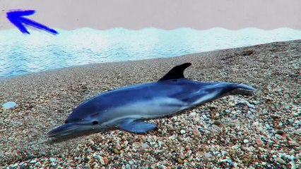 Never Throw Baby Dolphins Back in the Water