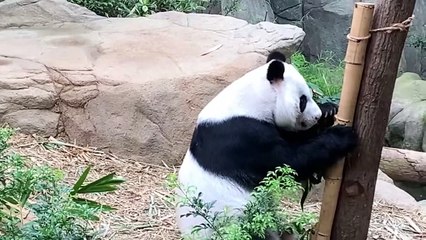 Stingray Gives Birth to 1 Child Per Second Because There Is a Shark Nearby