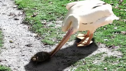 The Biggest Mistake a Pelican Can Make