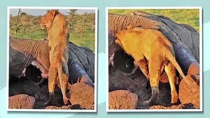 The LIVING Bunker That Saves a Million Hyenas Every Year