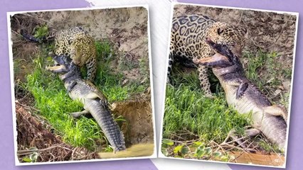 Weak Point of Crocodiles that Allows Everyone to Kill Them