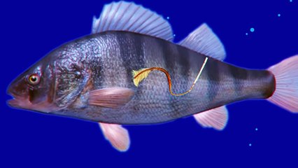 You Won't Drown If This Fish Is Around