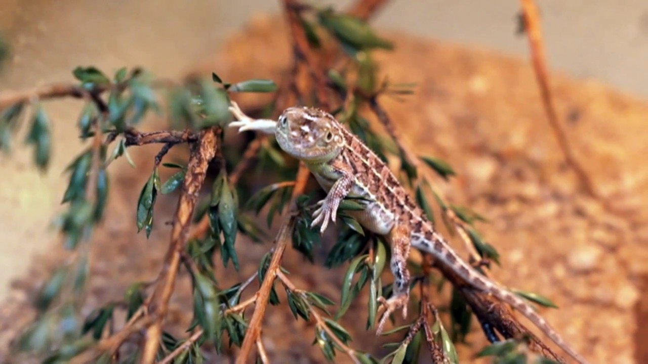 Australian earless dragon rediscovered in wild after 50 years