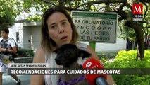 ¡Mascotas frescas y felices! Consejos para proteger a tus peludos del calor