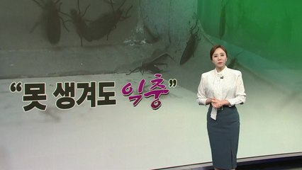"물만 뿌려도 퇴치" 슬기로운 '러브버그' 퇴치 생활 [띵동 이슈배달] / YTN