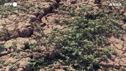 Malattie da zanzare, Italia prima per casi di virus del Nilo