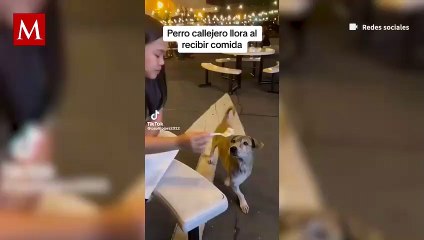 Lomito callejero llora al recibir comida y cariño de jóvenes; se vuelve viral