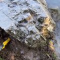 We found treasure under the picture of fish carved into the rock!  | We found treasure under the picture of fish carved into the rock!  |