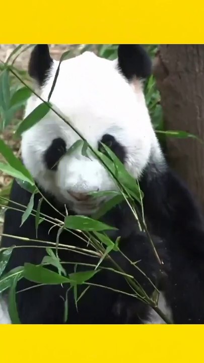 Interesting acts about animal. #facts #animal facts