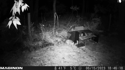 Feral cats roam around cat trap