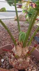 Cycas Plant : Favorite : At its full grown : garden: Rare Plant: Exotic Plant: