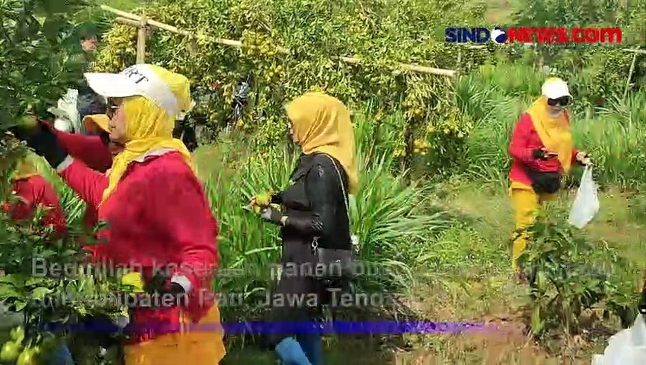 Asyiknya Panen Buah Jeruk Siam Madu Langsung Petik Dari Pohon Video