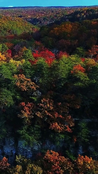 C’EST PAS BEAU LES ARBRES QUAND MÊME ?