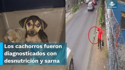 Arroja a dos perritos a un predio abandonado
