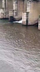 भैंसाझार बैराज से नदी में छोड़ा गया 53 क्यूमेक पानी, खुड़िया 52, खूंटाघाट 74 और घाेंघा जलाशय में 46 फीसदी जल भराव