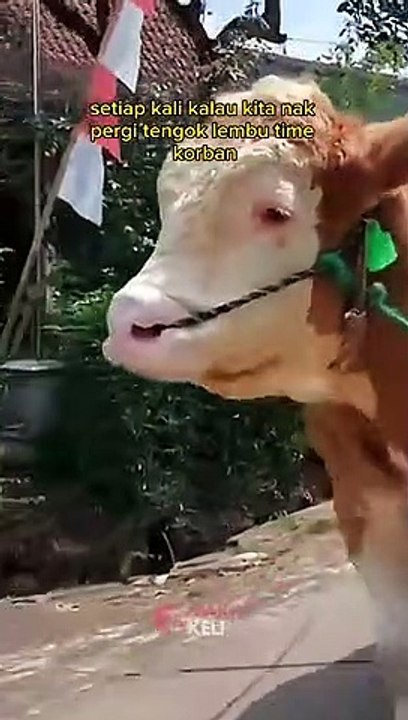 Kesian kat lembu korban haram makan dagingnya?