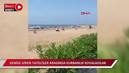 Denize giren tatilciler arasında kurbanlık kovaladılar