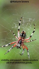 The Art of Spider Webs: Nature's Masterpiece