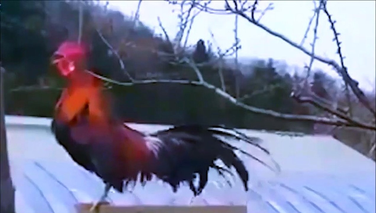 gallo