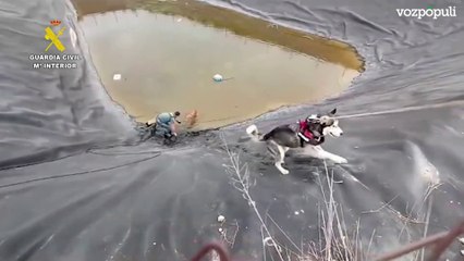 La Guardia Civil de Murcia rescata a dos perros que se habían quedado atrapados en una balsa