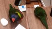 CHEEKY Parrot Causes Huge Mess!!